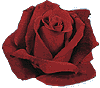 rose03.gif